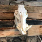 Hog Head Hanger