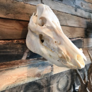 Hog Head Hanger
