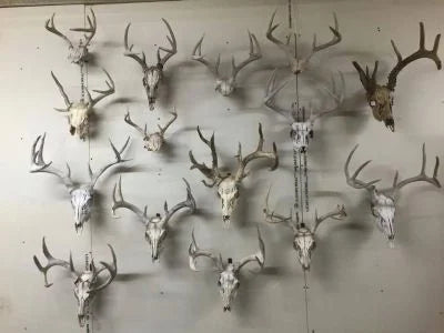 Original Dead Head Hanger